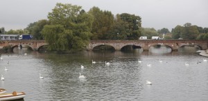 Swans on the river Avon