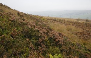 The moors walked by Emily Bonte