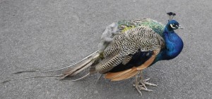 Peacock